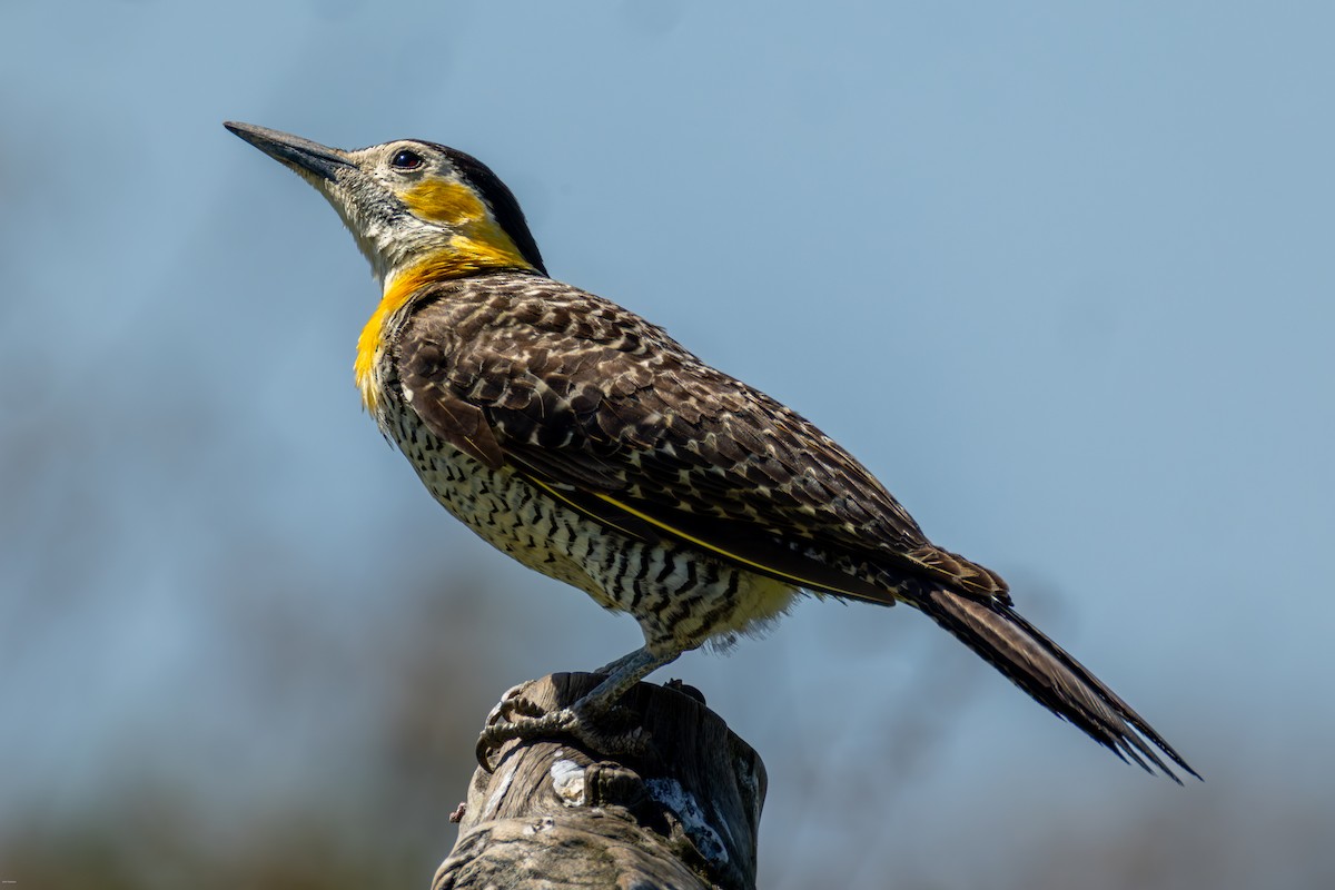 Campo Flicker - ML647334247