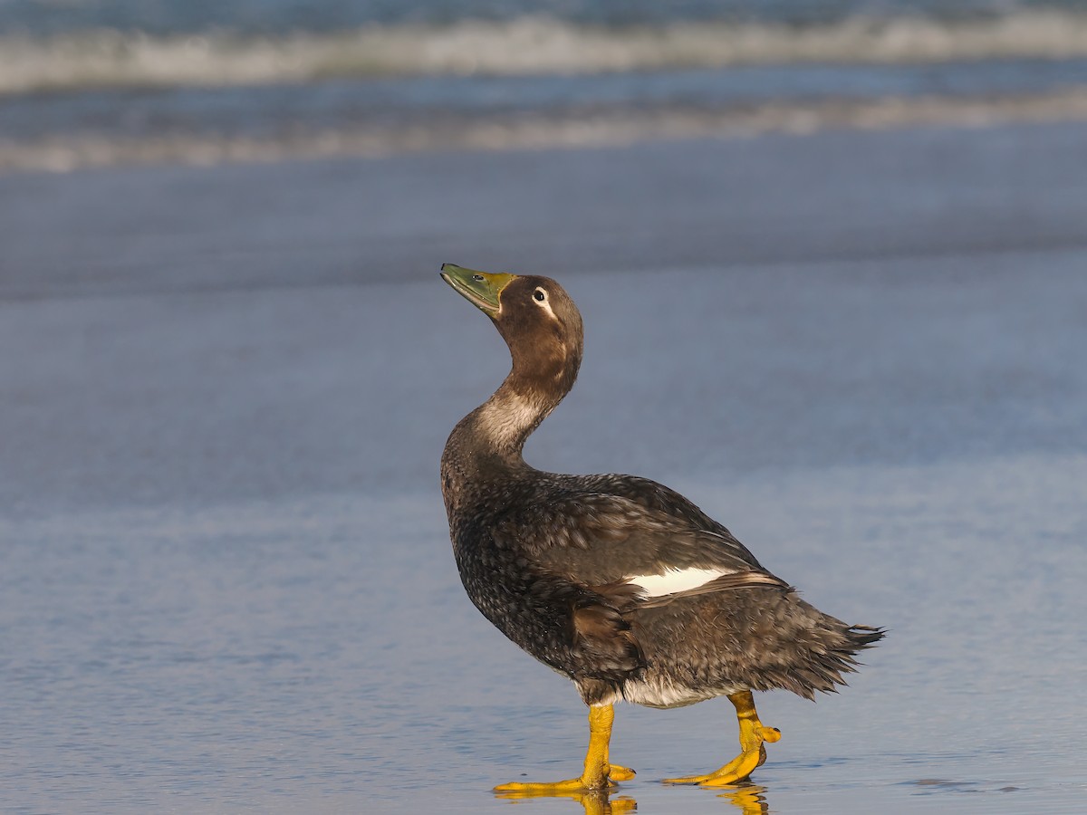 Falkland Steamer-Duck - ML647334249