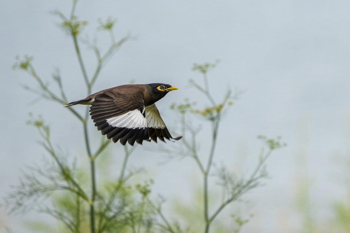 Common Myna - ML647334250