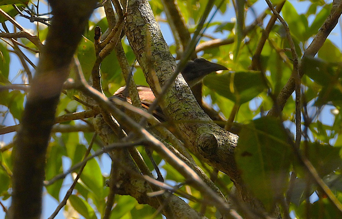 Helmeted Friarbird - ML647334251