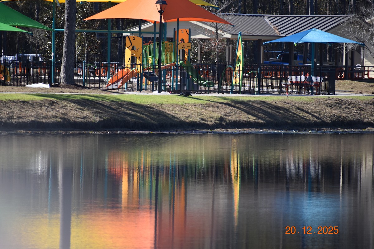 Muscovy Duck (Domestic type) - ML647334252