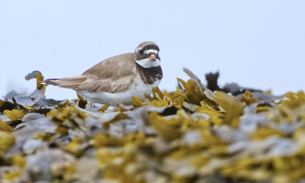 Common Ringed Plover - ML647334253