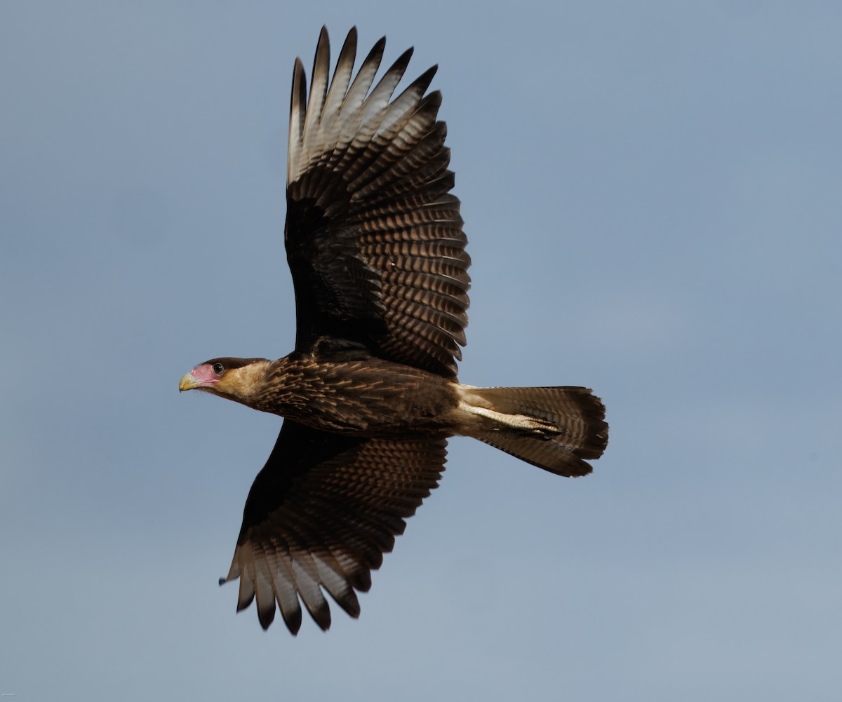 Crested Caracara - ML647334254