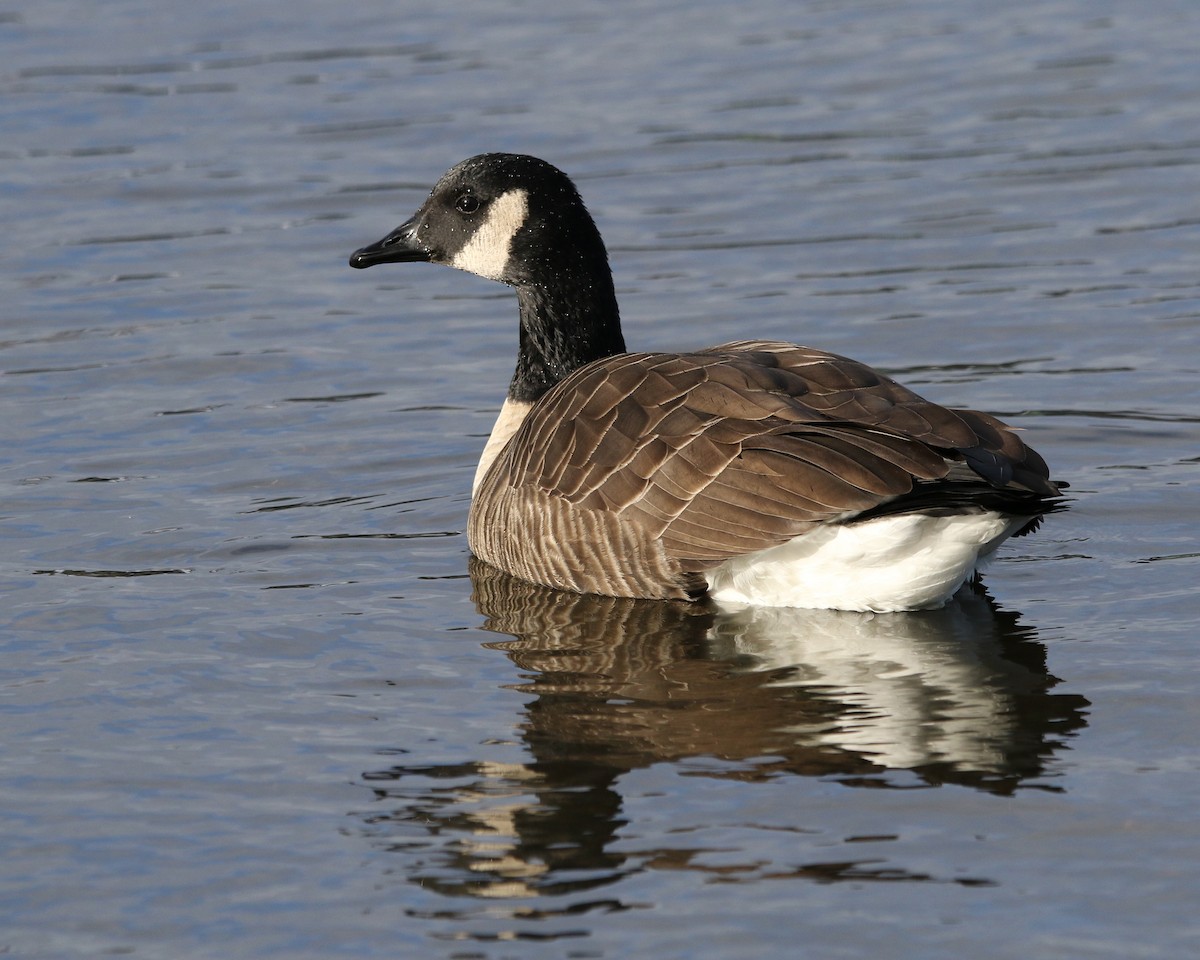 Canada Goose - ML647334256