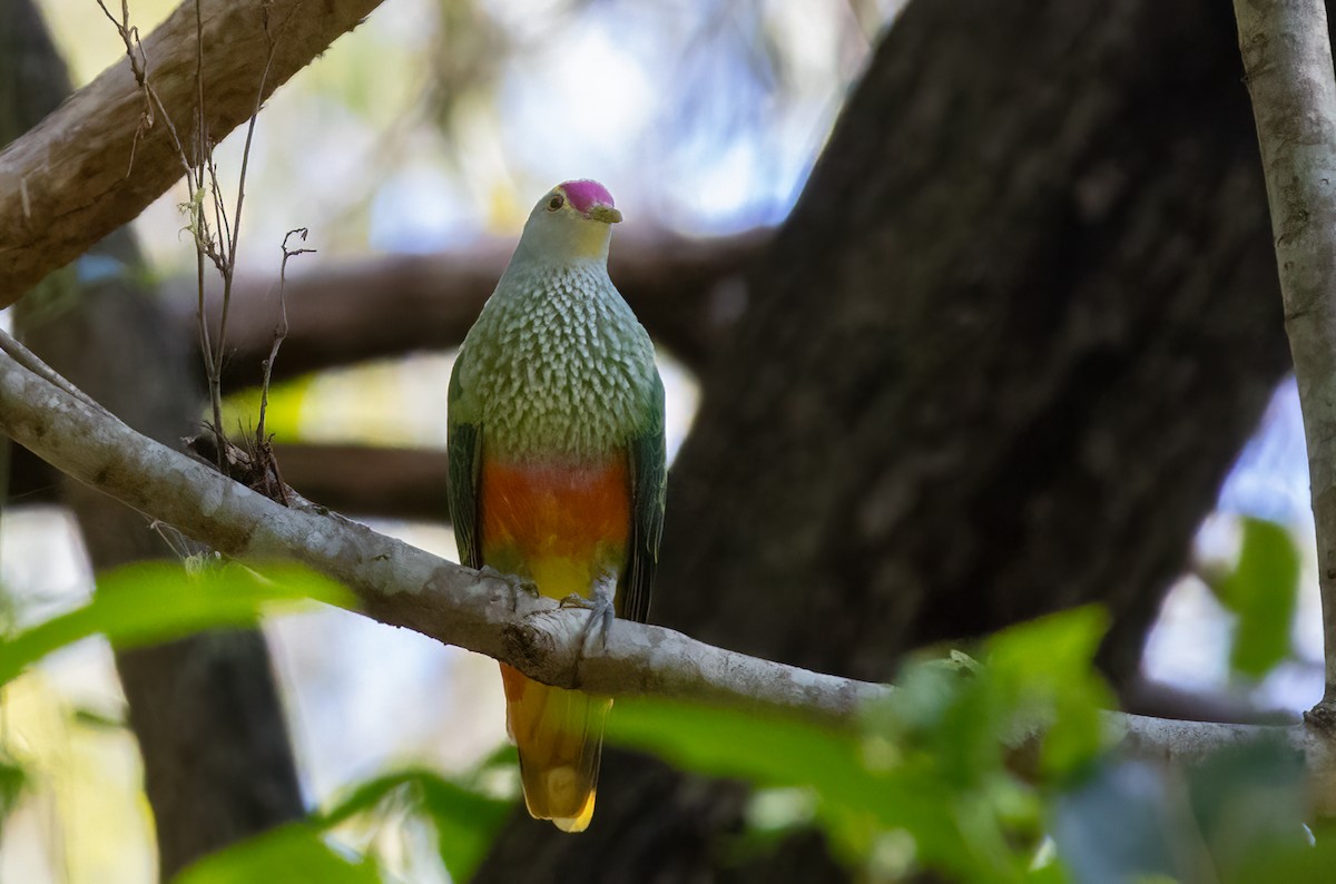 Rose-crowned Fruit-Dove - ML647334257