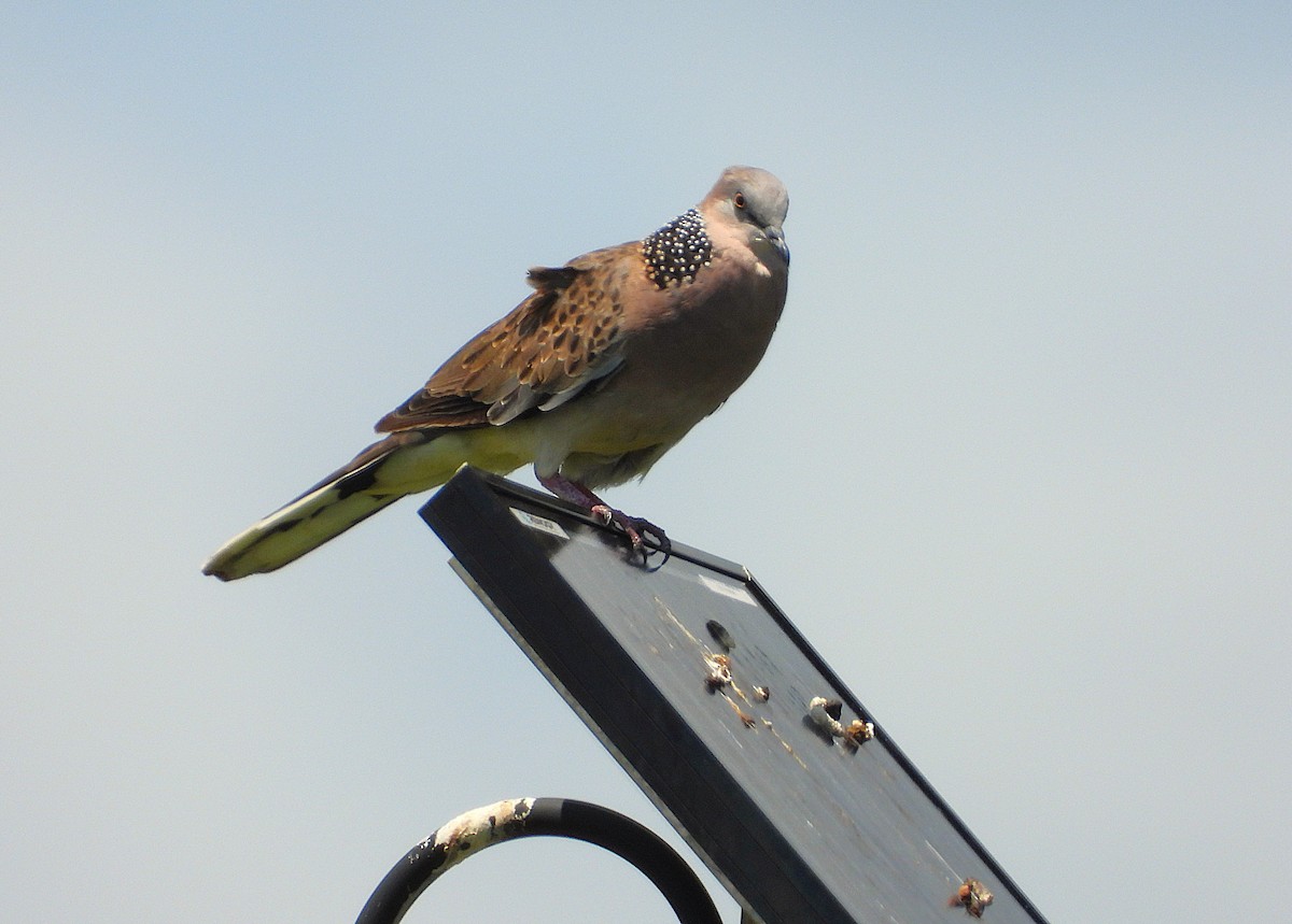 Spotted Dove - ML647334259