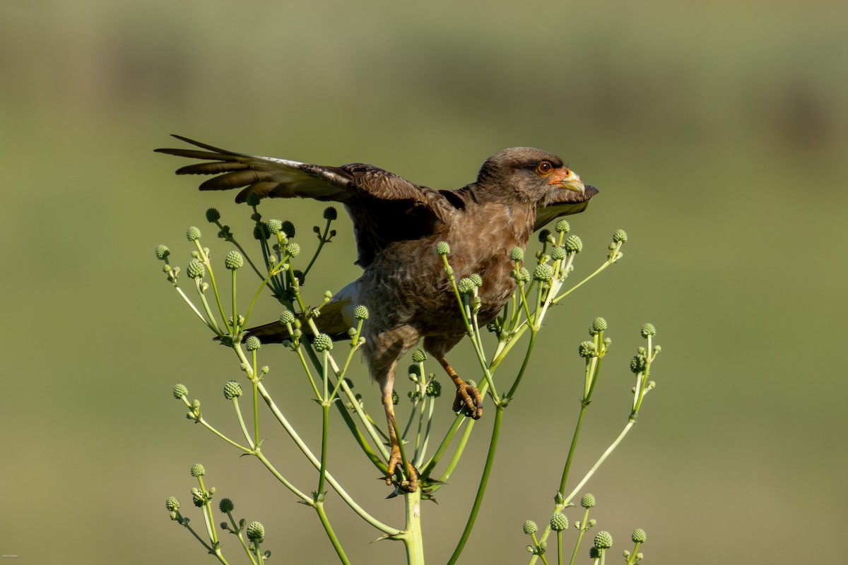 Chimango Caracara - ML647334263