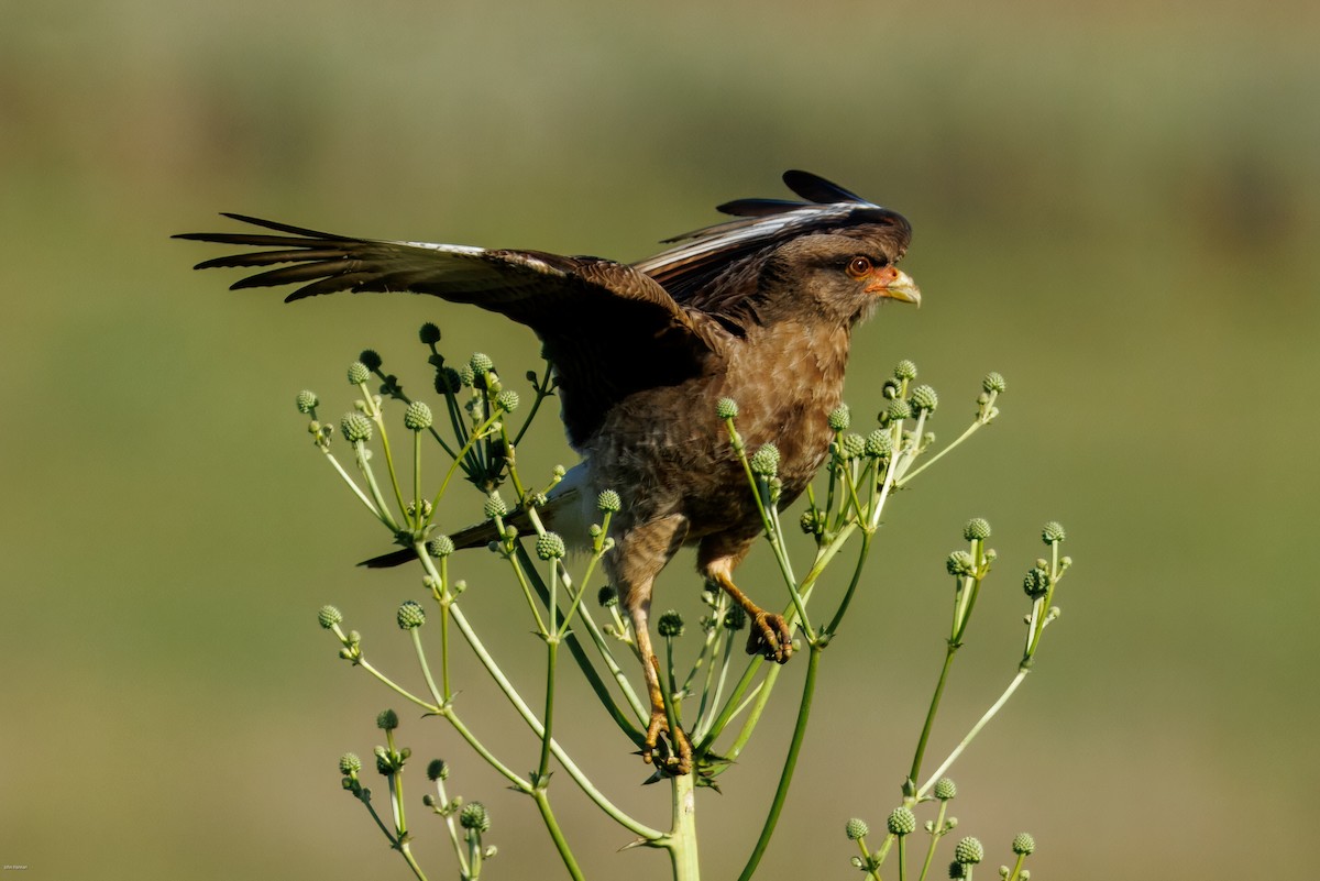 Chimango Caracara - ML647334264