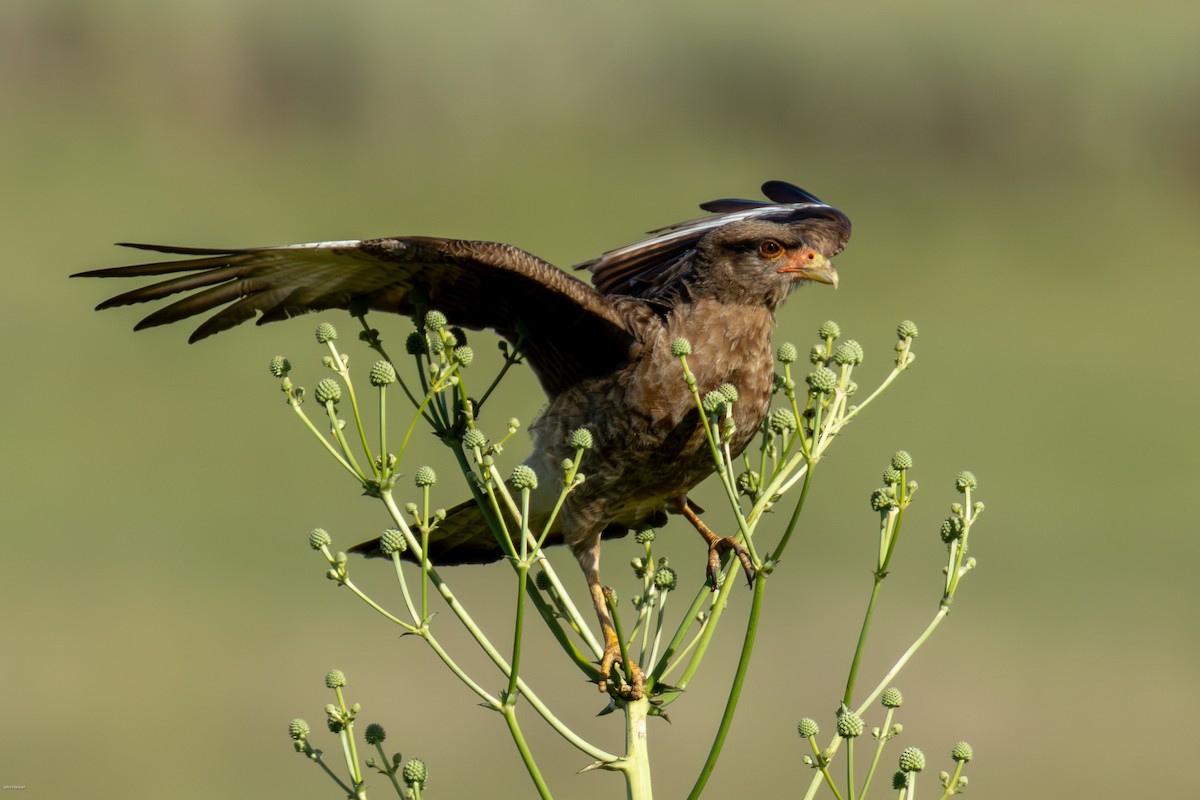 Chimango Caracara - ML647334265