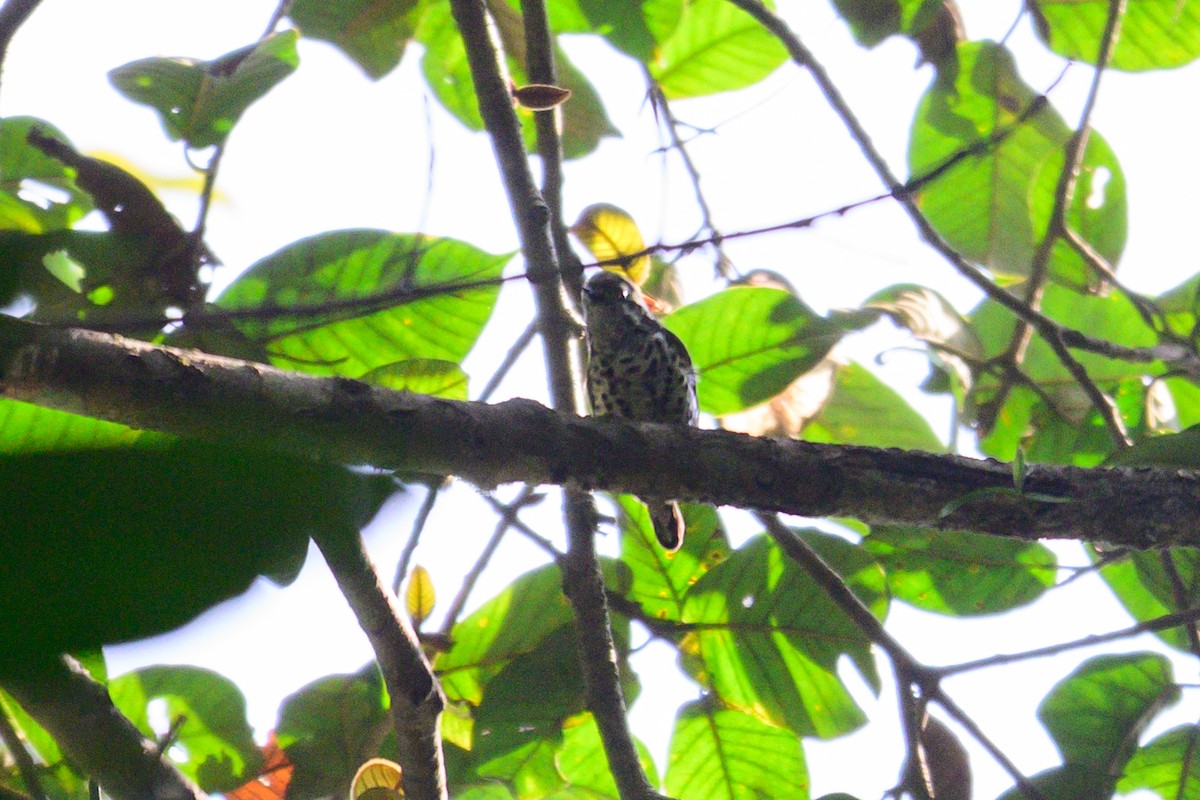 Speckled Piculet - ML647334266