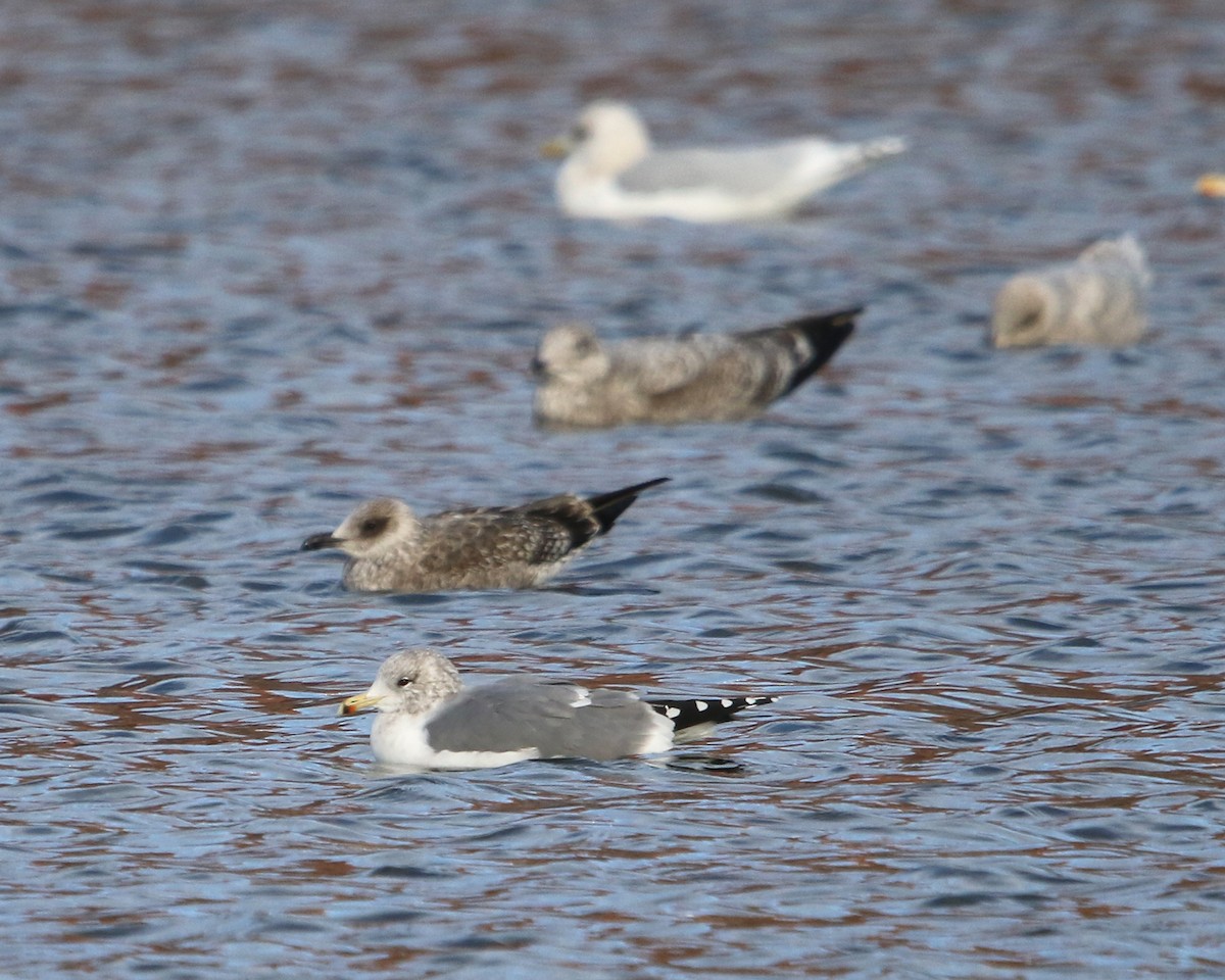 California Gull - ML647334267
