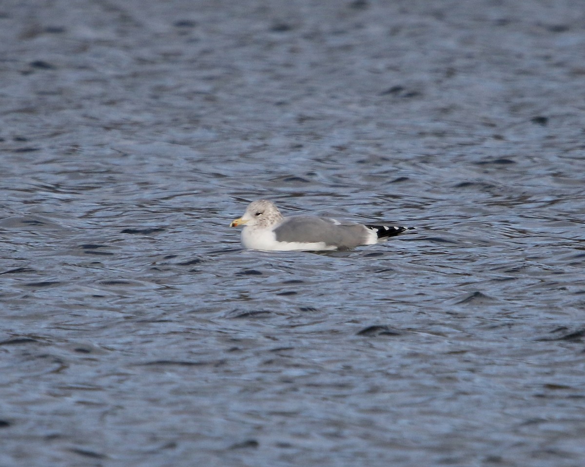 California Gull - ML647334268