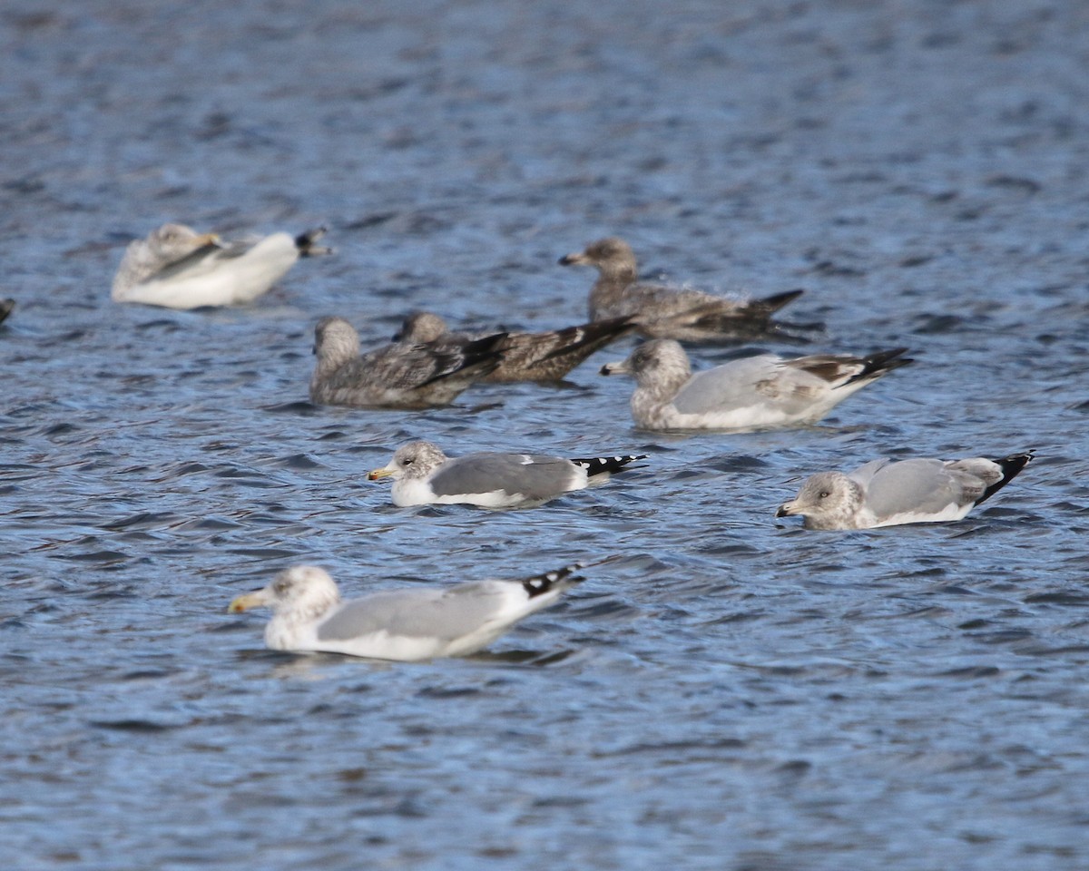 California Gull - ML647334269