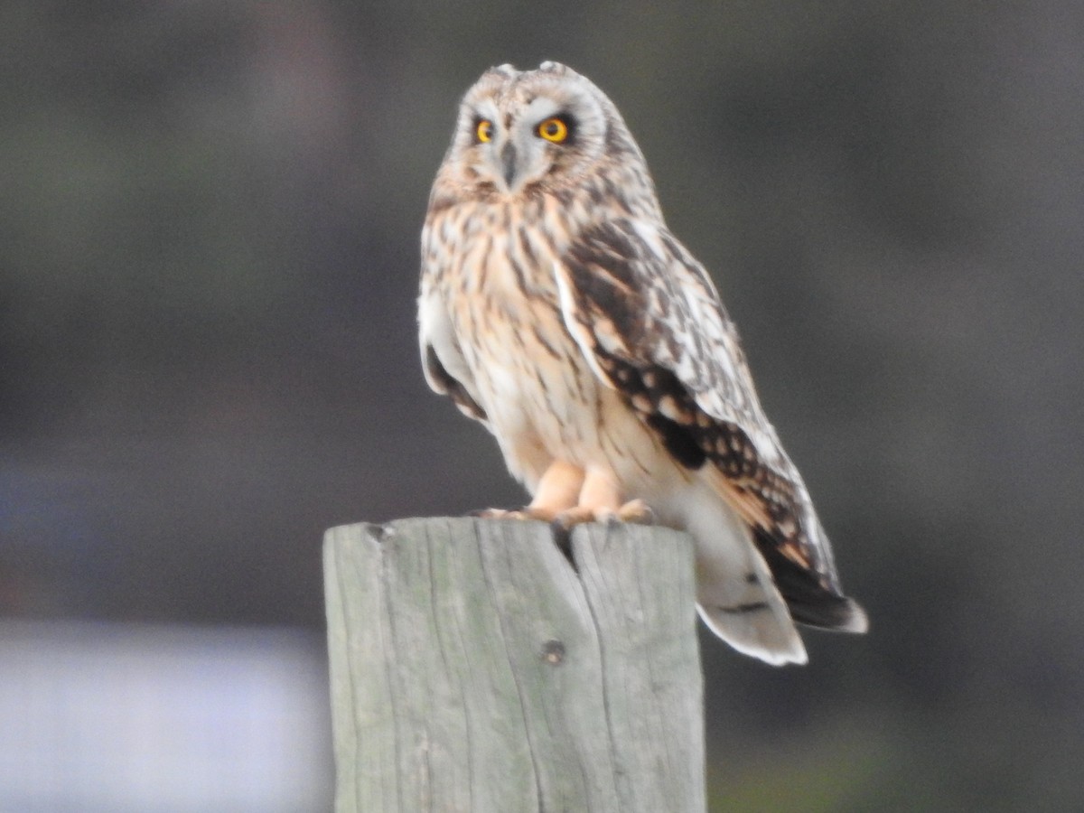 Zingira-hontza - ML647334281