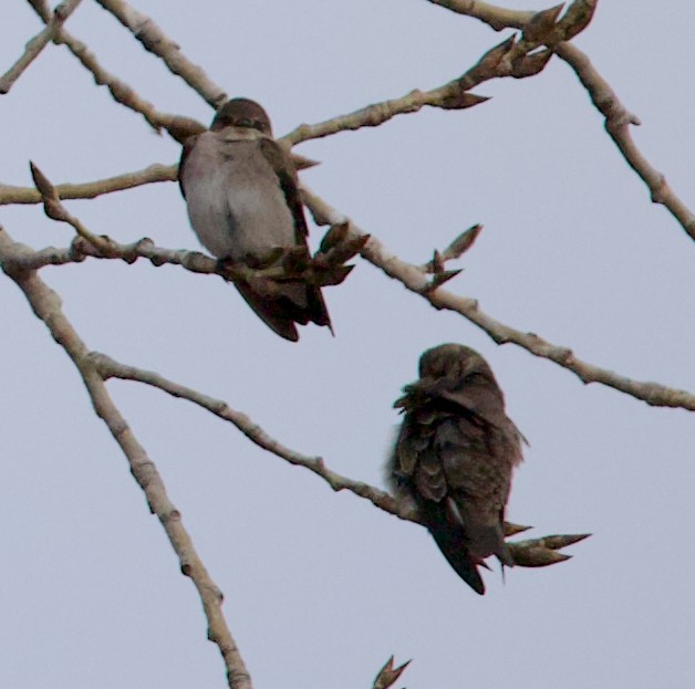 Ластівка північна - ML647334283