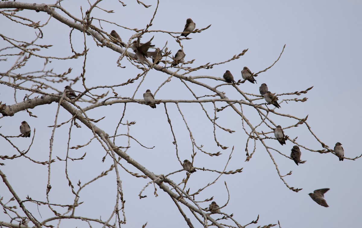 Ластівка північна - ML647334284