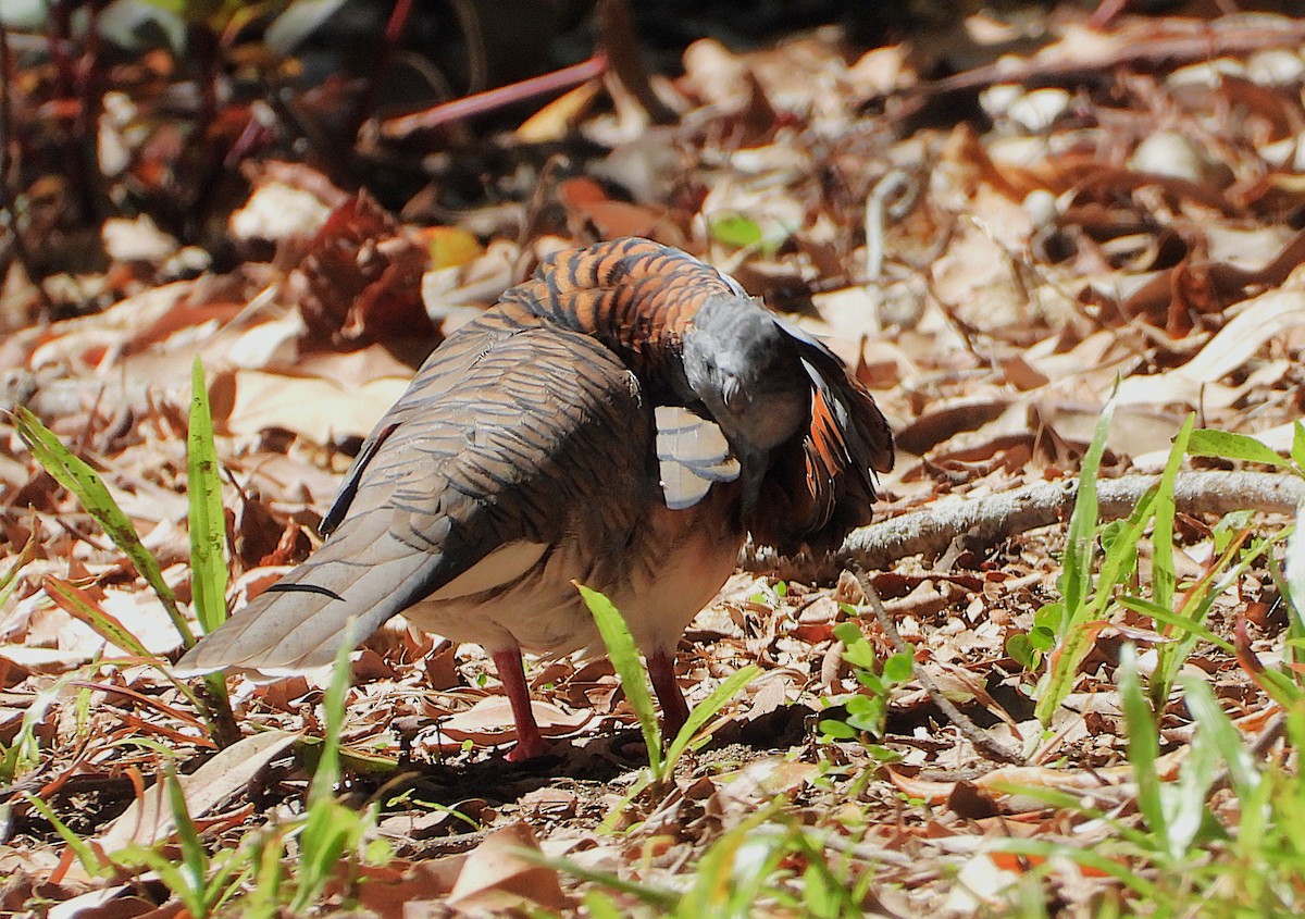 Tortolita Humeral - ML647334286
