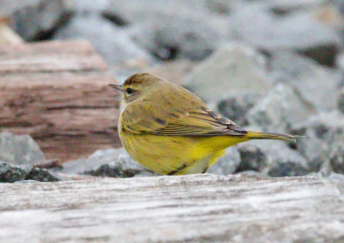 Пісняр-лісовик рудоголовий - ML647334294