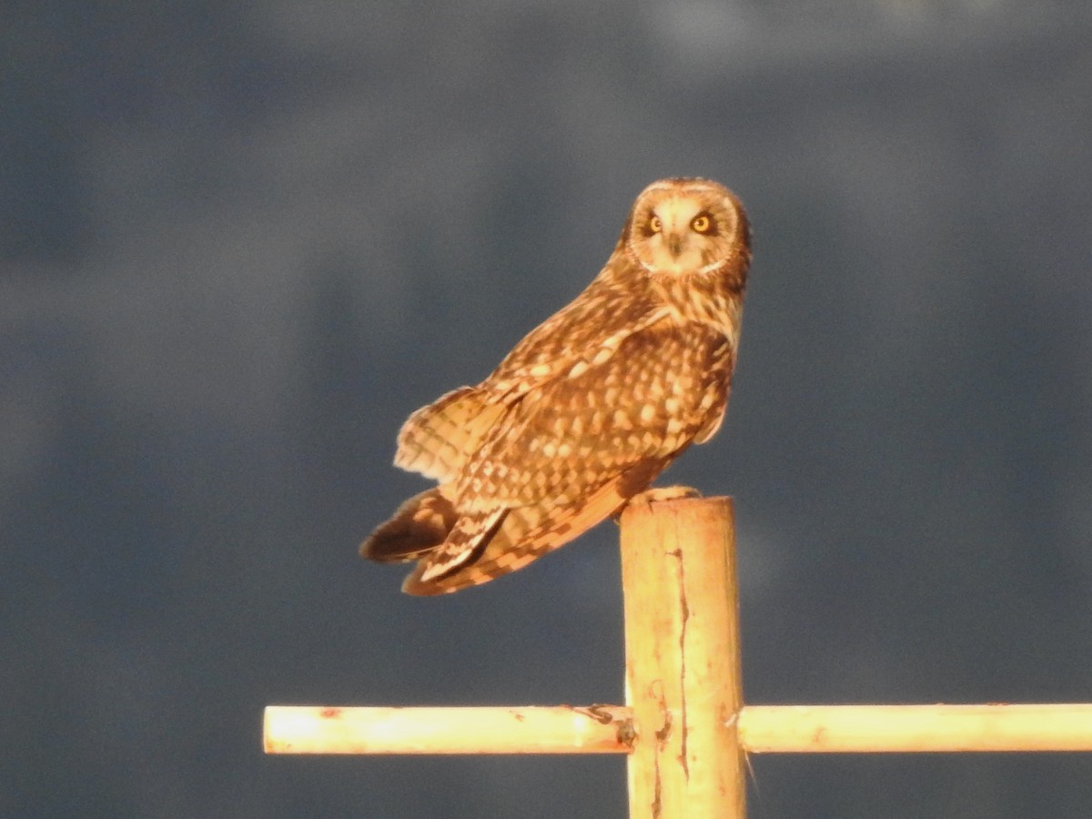 Zingira-hontza - ML647334295