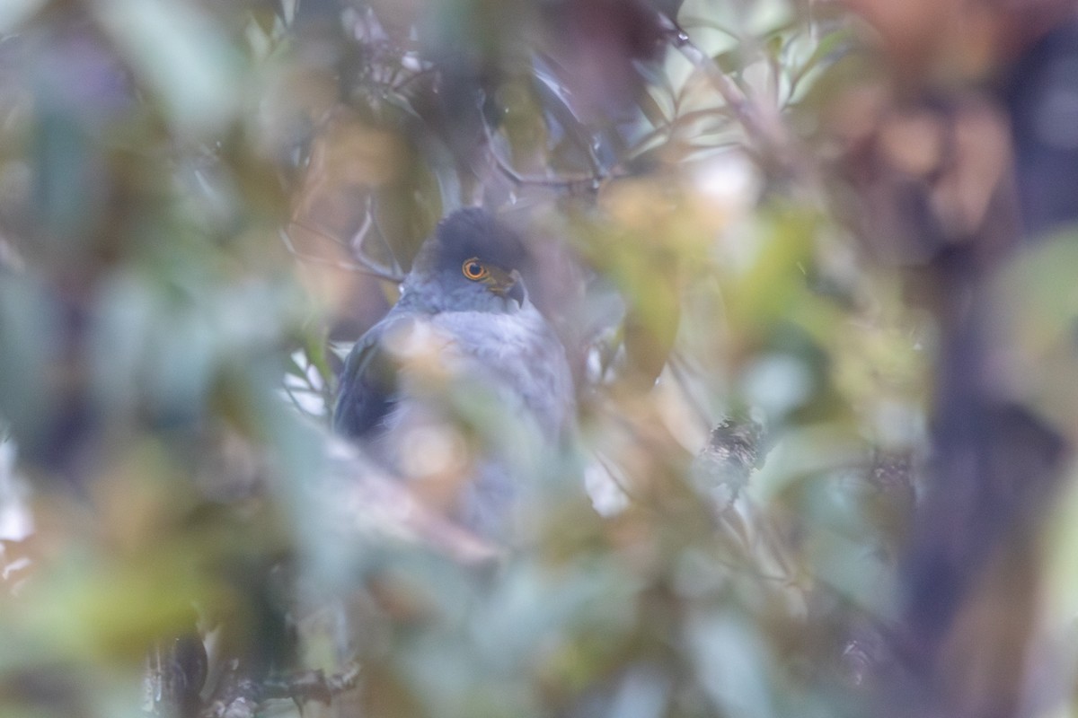 Bicolored Hawk - ML647334301