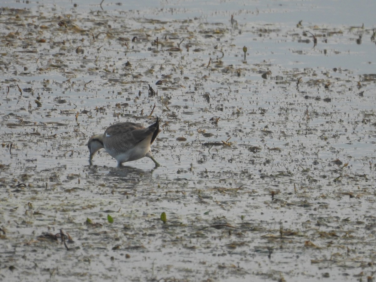 fasanbladhøne - ML647334302