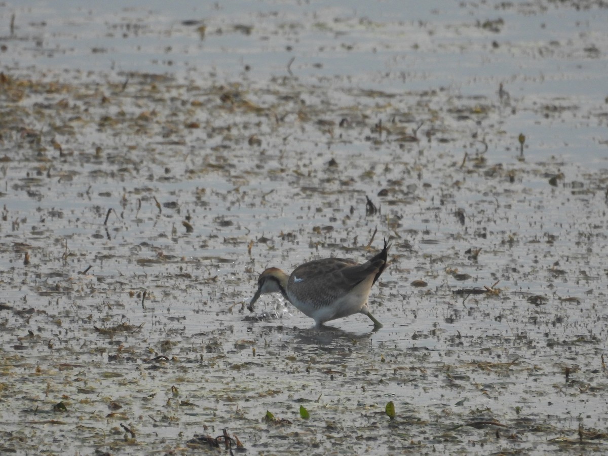 fasanbladhøne - ML647334303