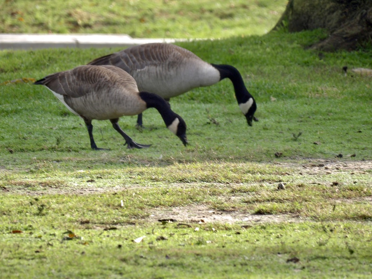 kanadagås - ML647334305