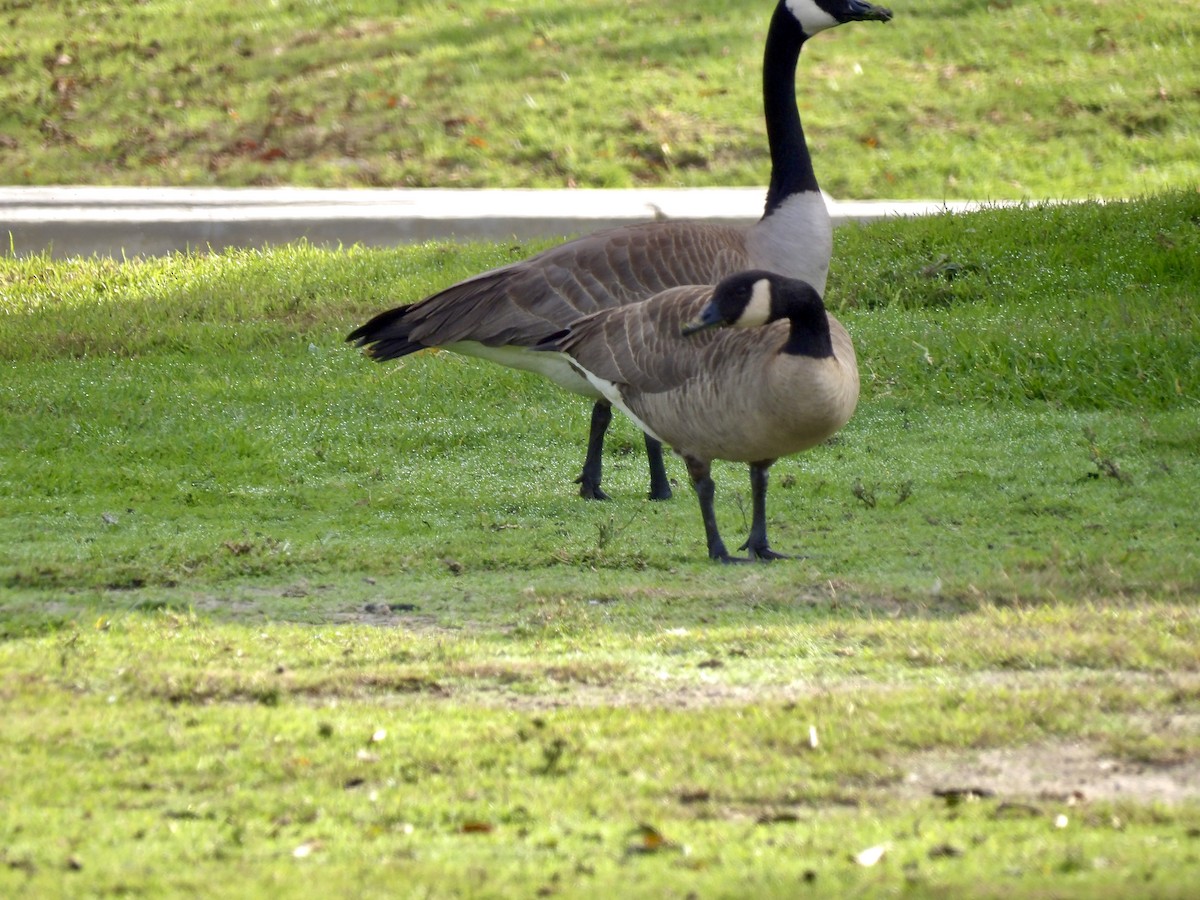 kanadagås - ML647334306