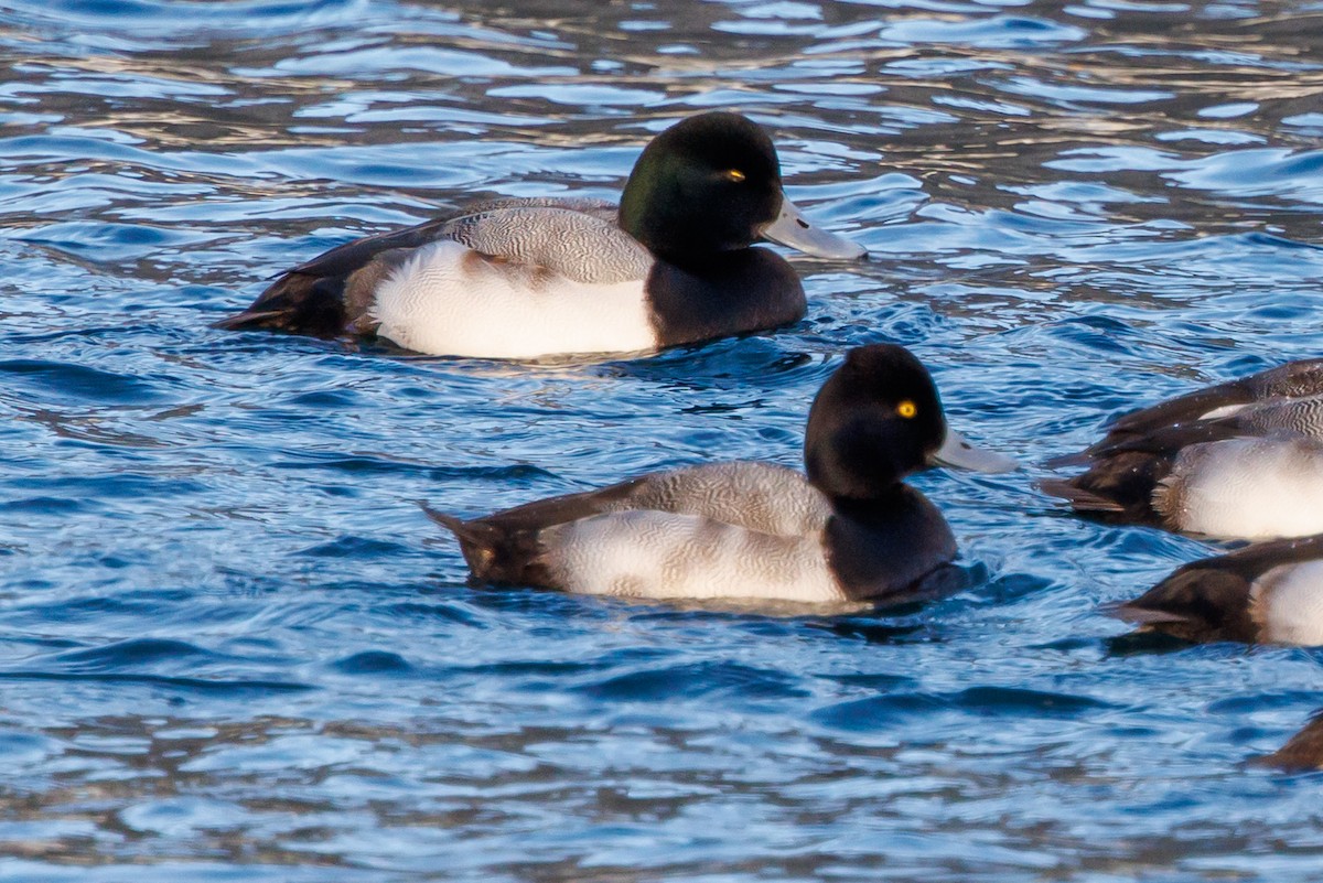 コスズガモ - ML647334314