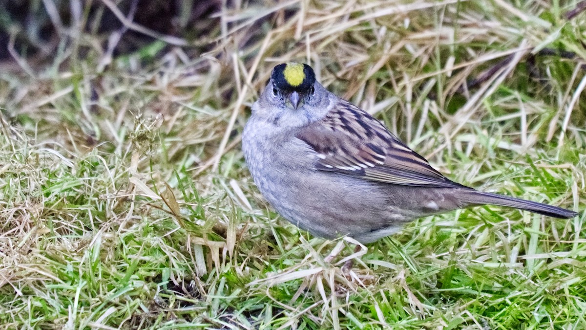 Golden-crowned Sparrow - ML647334318