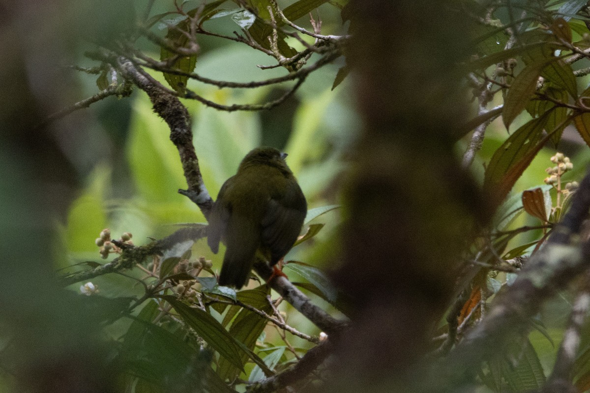 White-collared Manakin - ML647334324