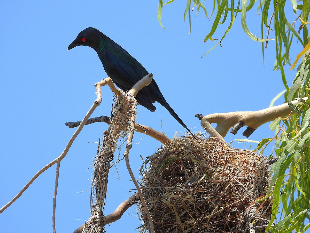 Estornino Lustroso - ML647334330