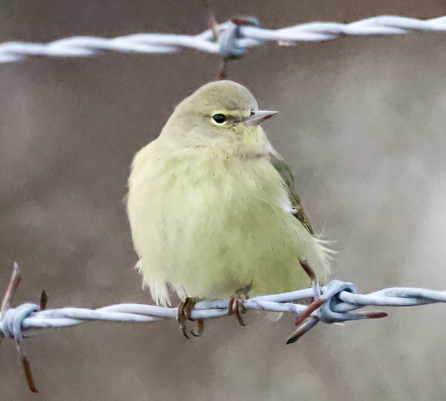 Червоїд оливковий - ML647334331