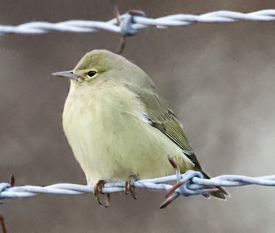 Reinita Coroninaranja - ML647334336