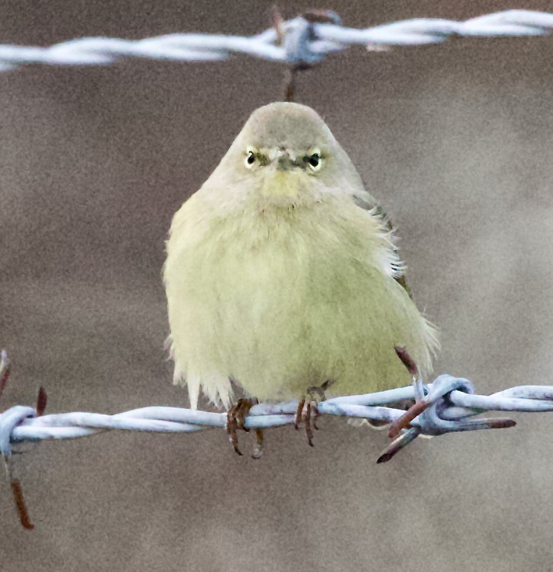 Червоїд оливковий - ML647334340