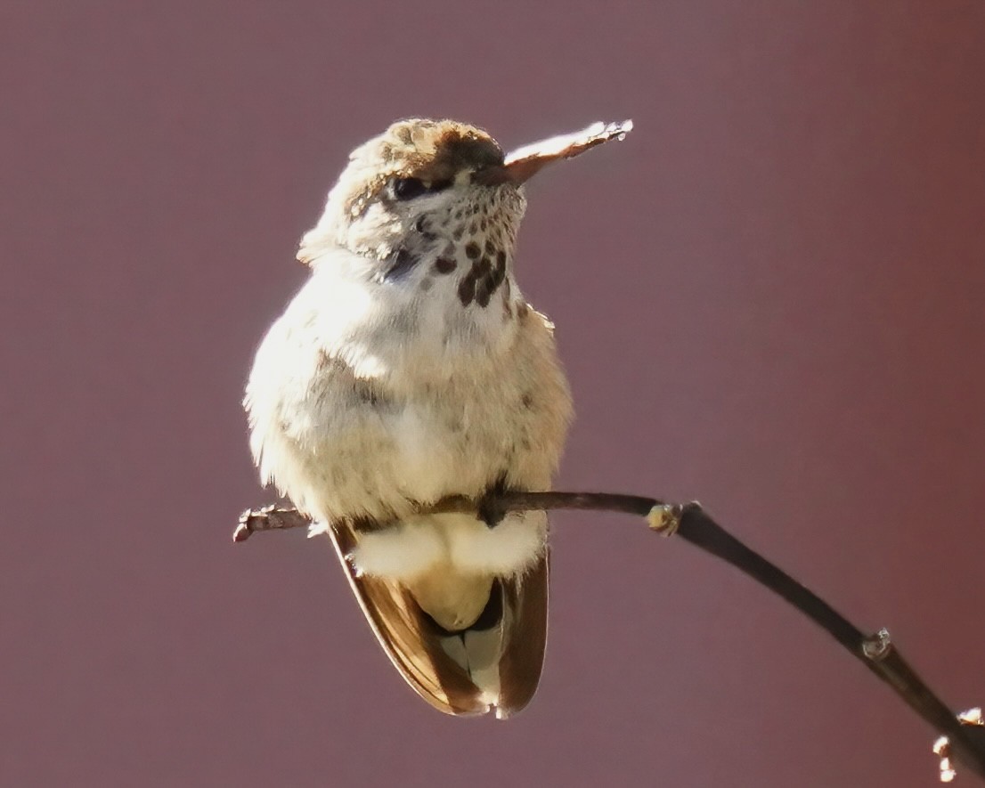 Colibrí Calíope - ML647334348