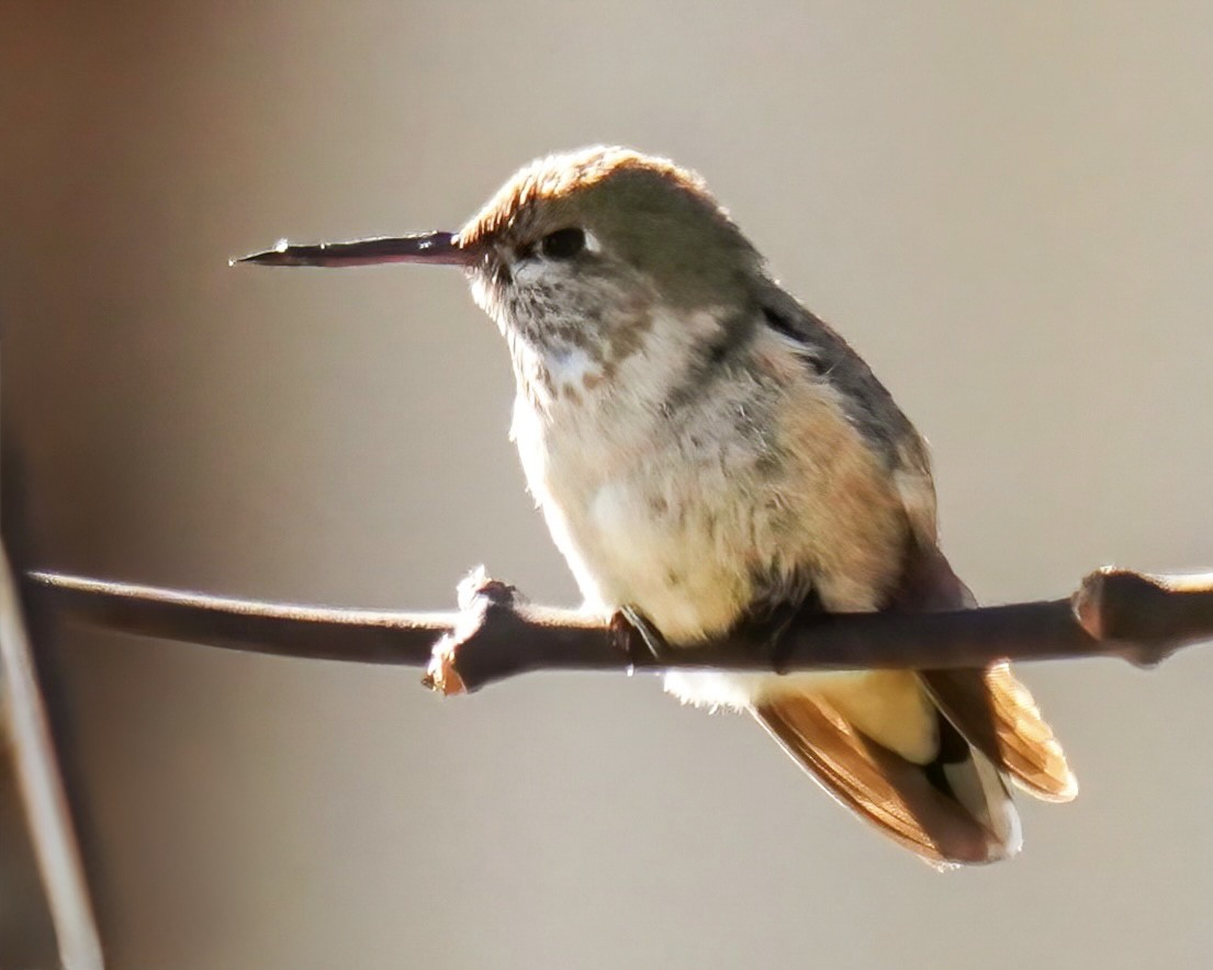 Colibrí Calíope - ML647334349