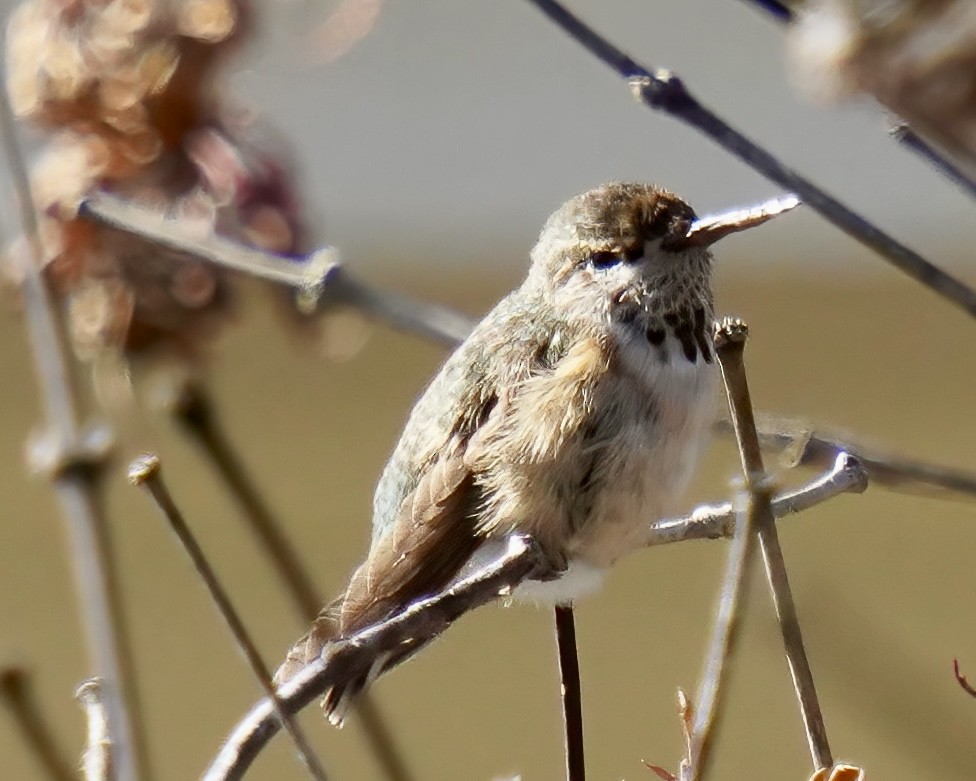 Colibrí Calíope - ML647334350