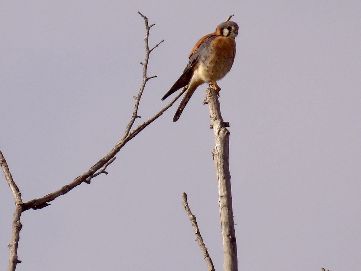 Cernícalo Americano - ML647334352