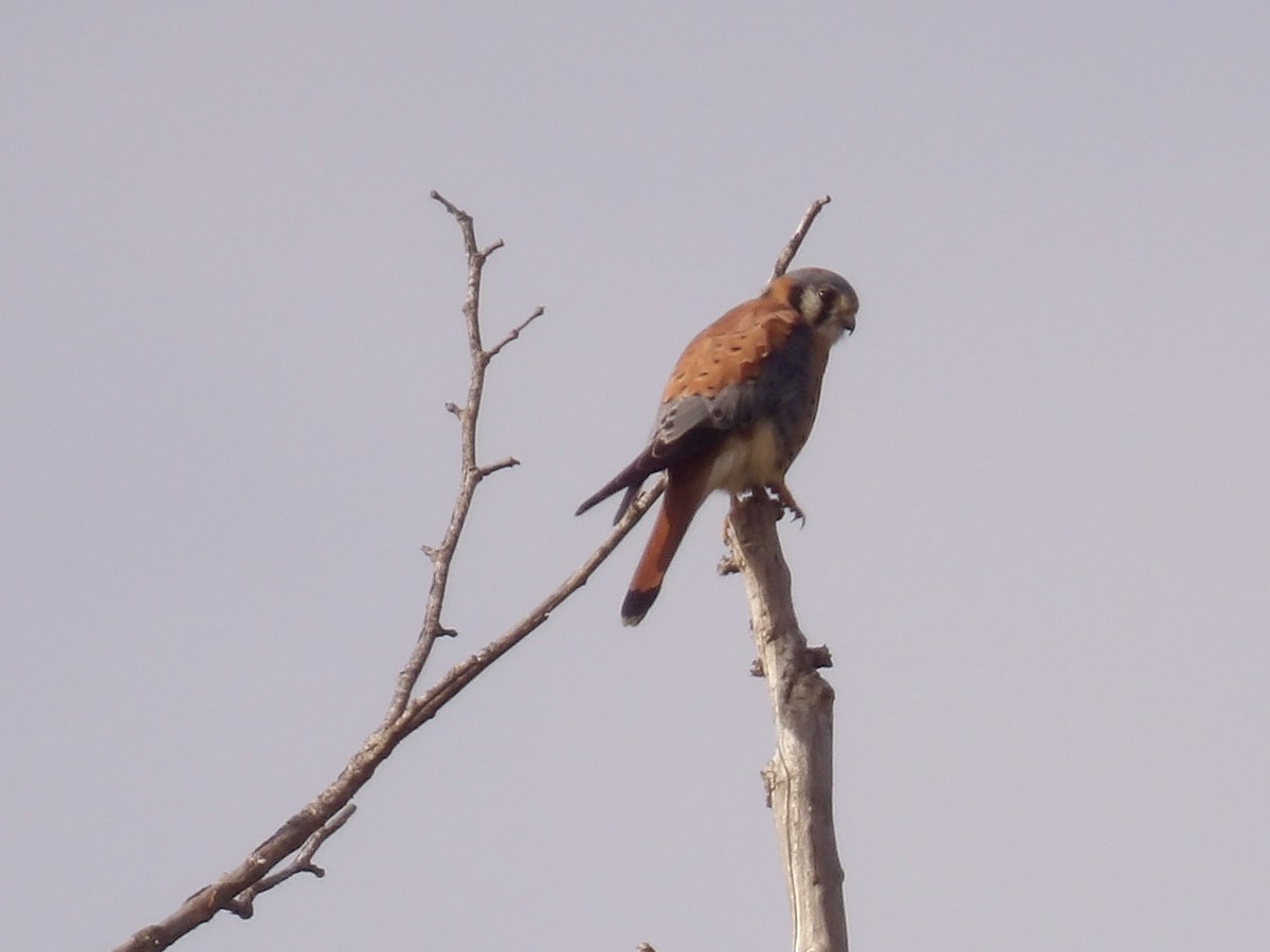Cernícalo Americano - ML647334353