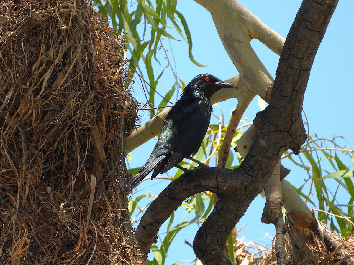 Estornino Lustroso - ML647334355