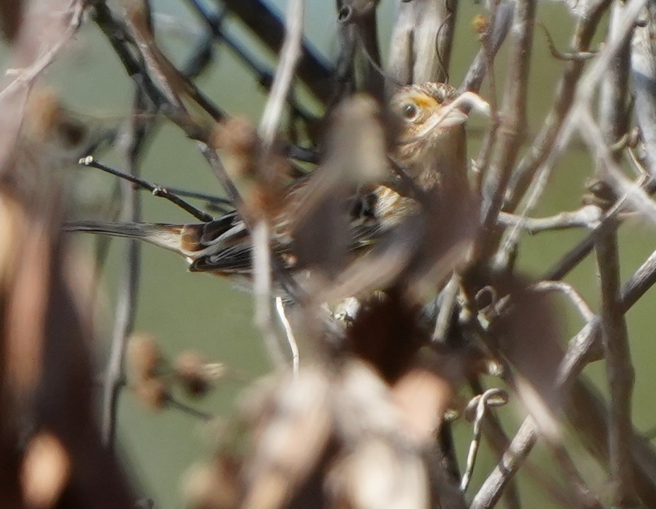 Chingolo Saltamontes - ML647334356