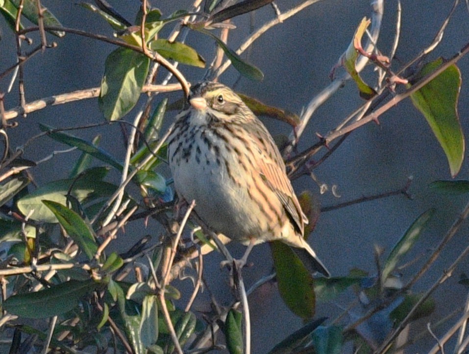 Chingolo Sabanero - ML647334357