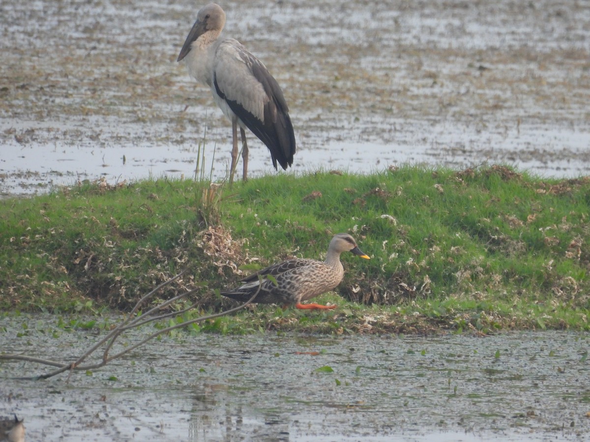 Ánade Picopinto Indio - ML647334358