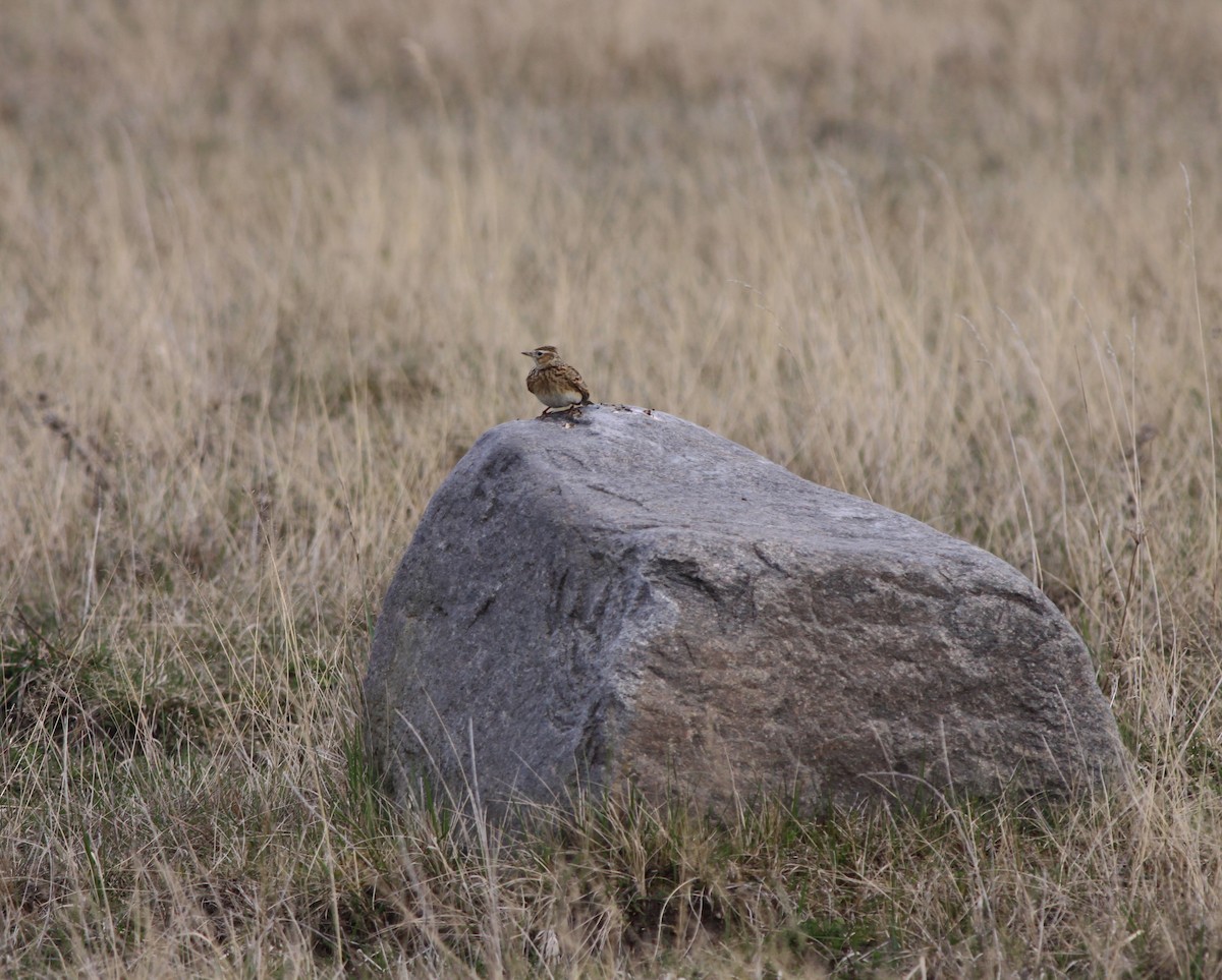 Alondra Común - ML647334359