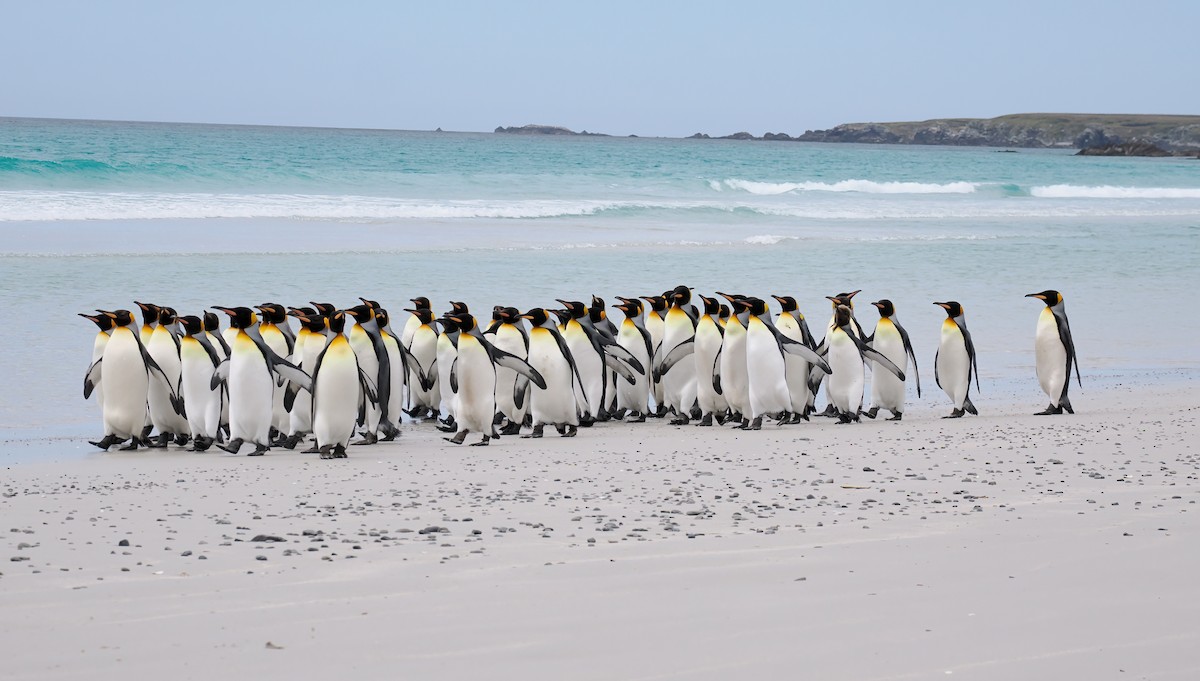 Pingüino Rey - ML647334361