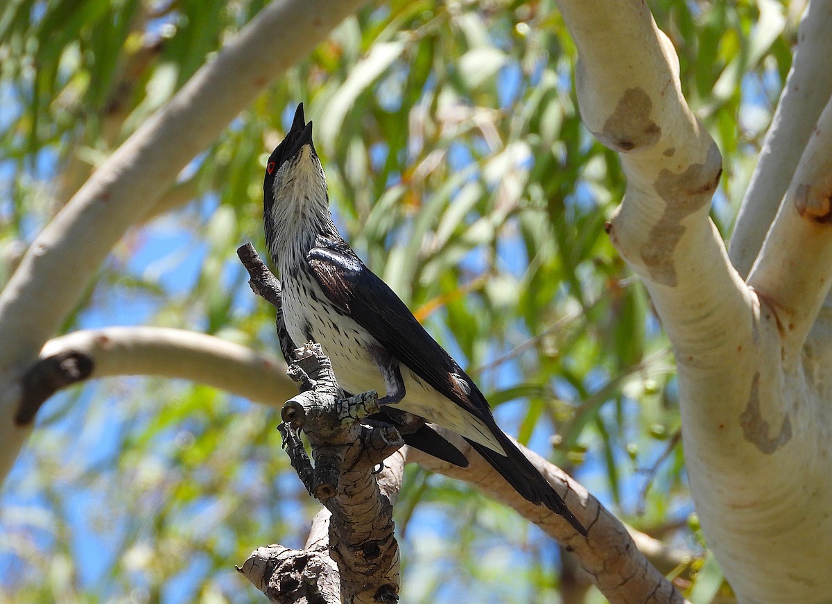 Estornino Lustroso - ML647334362
