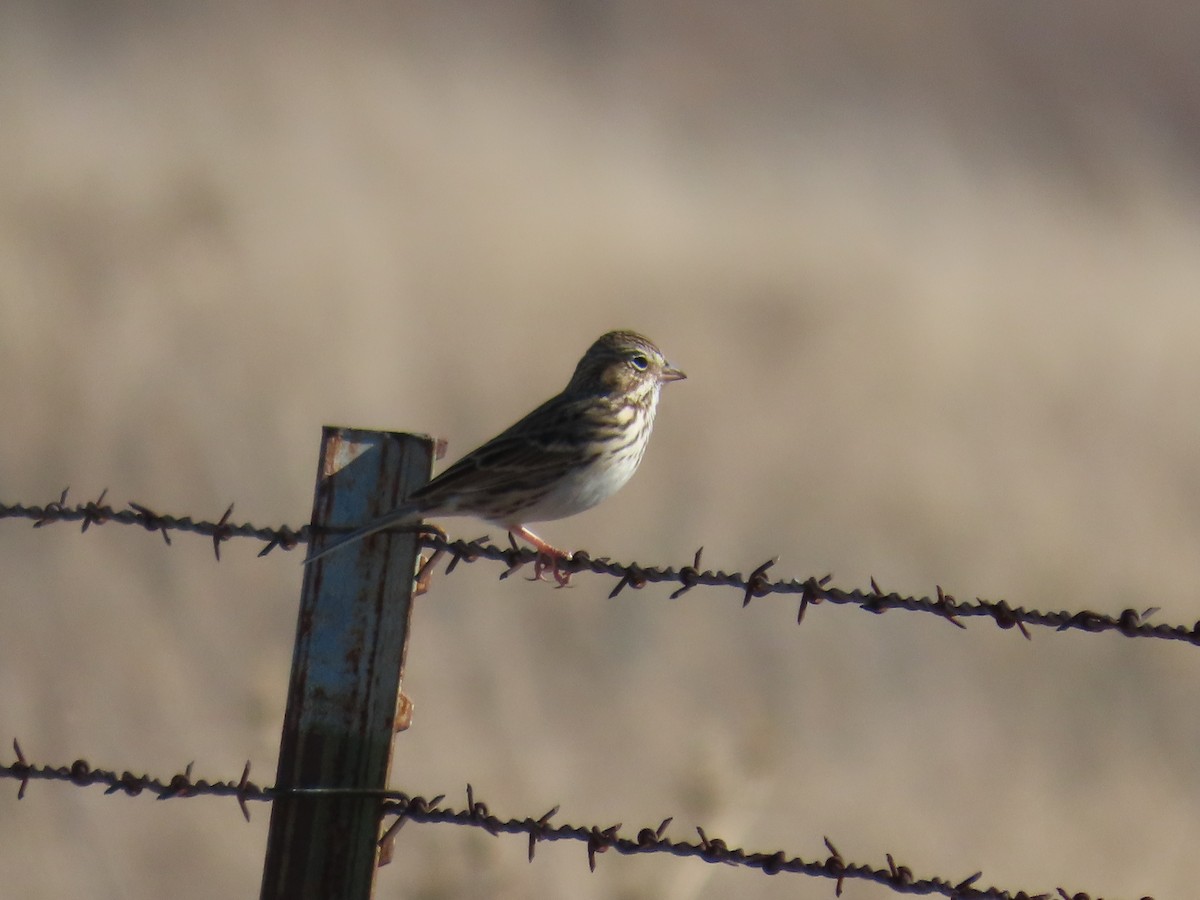 Chingolo Coliblanco - ML647334364