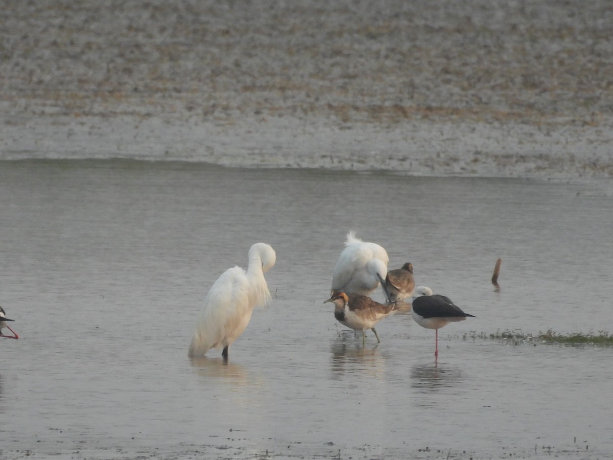 fasanbladhøne - ML647334370