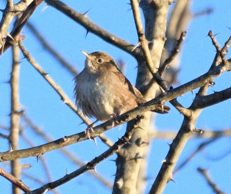 Northern House Wren - ML647334377